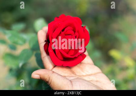 Rose è un simbolo di amore e passione. Le rose sono disponibili in un'incredibile varietà di forme, dimensioni e sfumature, rendendole un fiore davvero diversificato e un favori Foto Stock