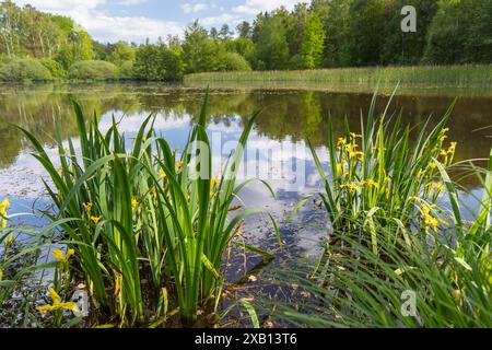 Sumpf-Schwertlilie Iris pseudacorus blüht am Funkenteich bei Weinböhla, Sachsen, Deutschland *** Iris paludoso Iris pseudacorus fiorito al Funkentei Foto Stock