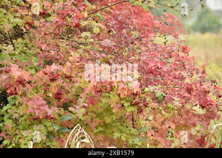 Viburnum cespuglio con frutti rossi e foglie gialle all'inizio dell'autunno. Foto Stock