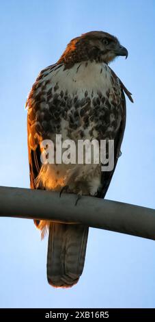 Hawk juvenile dalla coda rossa arroccato su un lampione al tramonto. Palo alto Baylands, Contea di Santa Clara, California, Stati Uniti. Foto Stock