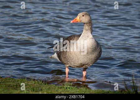 Un primo piano di un'oca grigia lag, Anser anser, che si trova sul bordo di un lago. Lo sfondo è acqua con spazio per il testo Foto Stock