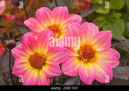 Dahlia "Happy Days Halo" Foto Stock