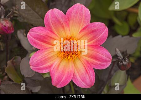 Dahlia "Happy Days Halo" Foto Stock