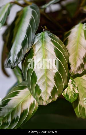 Primo piano di foglie di esotica pianta d'abitazione "Maranta Leuconeura Silver Band" Foto Stock