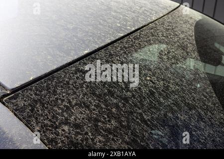 Strato giallo di grani di polline sul parabrezza dell'auto Foto Stock
