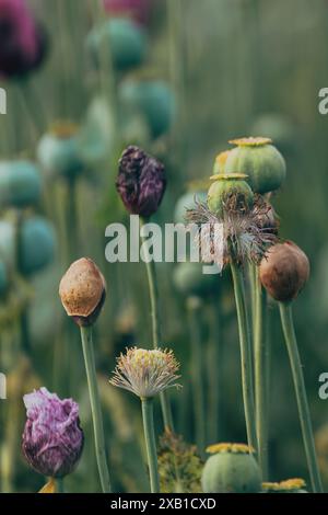 Capsule non mature di papavero da oppio in campo coltivato, fuoco selettivo Foto Stock