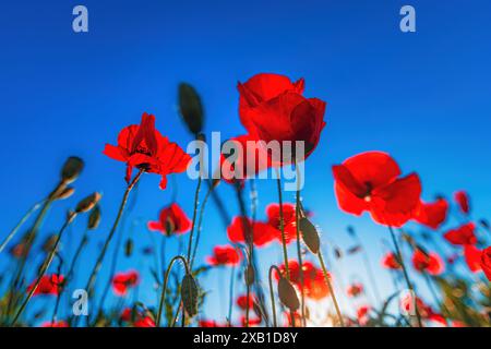 Roe di papavero o papavero di mais, piante incolte che crescono nel prato e che fioriscono in aprile e maggio, concentrazione selettiva Foto Stock