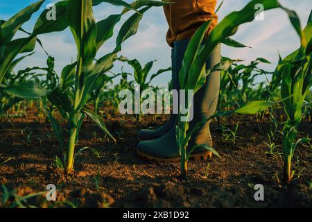 Agricoltore che cammina nel campo del mais, con visuale ad angolo basso e messa a fuoco selettiva Foto Stock