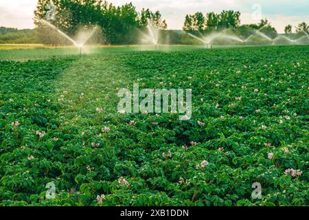 Irrigazione agricola di colture di patate coltivate in fiore nei campi di piantagione, concentrazione selettiva Foto Stock