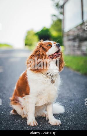 Blenheim, Cavalier, re Charles Spaniel Foto Stock