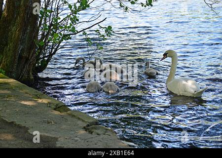 Cigno con sette cignette, Coppice Pond, St Ives estate , Bingley, West Yorksire Foto Stock