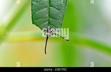 Un monarca caterpillar che mangia una foglia verde Foto Stock