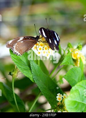 La farfalla Danaid eggfly sul fiore da vicino, con puntini bianchi sulle ali Foto Stock