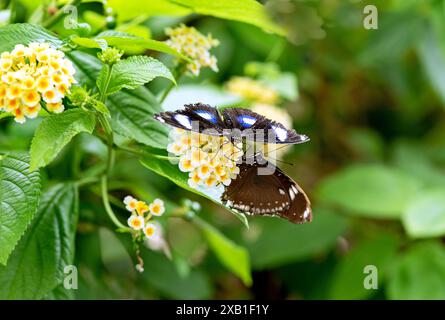 Le due farfalle Danaid sui fiori, con puntini bianchi e blu sulle ali Foto Stock