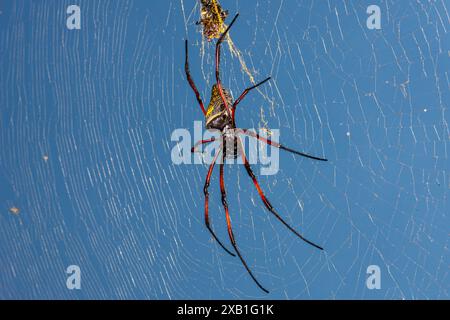 Mozambico, Zambézia, Gurùé, esterno, ragno dorato (Nephila pilipes) Foto Stock