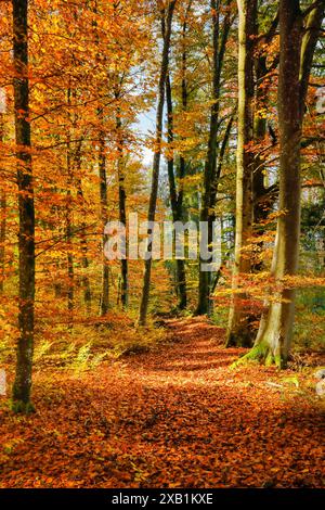 GEOGRAFIA / VIAGGIO, SVIZZERA, USO-NON-ESCLUSIVO-PER-BIGLIETTI-BIGLIETTI-DI-AUGURI-PIEGHEVOLI-USO-CARTOLINA Foto Stock