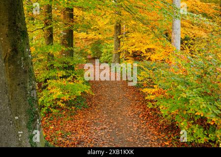 GEOGRAFIA / VIAGGIO, SVIZZERA, USO-NON-ESCLUSIVO-PER-BIGLIETTI-BIGLIETTI-DI-AUGURI-PIEGHEVOLI-USO-CARTOLINA Foto Stock