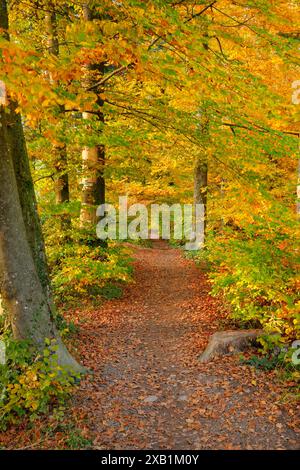 GEOGRAFIA / VIAGGIO, SVIZZERA, USO-NON-ESCLUSIVO-PER-BIGLIETTI-BIGLIETTI-DI-AUGURI-PIEGHEVOLI-USO-CARTOLINA Foto Stock