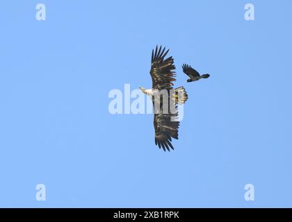 Aquila dalla coda bianca (Haliaeetus albicilla), in volo intorno alle isole Shiant, inseguita da un corvo incappucciato (Corvus corone cornix), Harris, Western Foto Stock