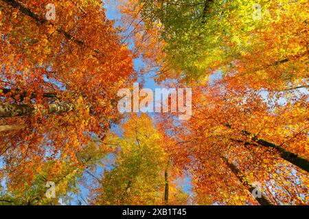 Geografia / viaggi, Svizzera, foresta di faggi a Uster, nella nativa altopiano di Zurigo, USO NON ESCLUSIVO PER BIGLIETTI-AUGURI-BIGLIETTI-CARTOLINE-CARTOLINE-USO Foto Stock