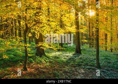 Geografia / viaggi, Svizzera, foresta mista di faggio, USO ESCLUSIVO NON PER BIGLIETTI-AUGURI-BIGLIETTI-CARTOLINE-BIGLIETTI-CARTOLINE-BIGLIETTI-BIGLIETTI-BIGLIETTI-BIGLIETTI-BIGLIETTI-BIGLIETTI-BIGLIETTI-CARTOLINE Foto Stock