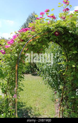 Vista in un giardino attraverso uno spalier arcuato coperto di fiori viola Clematis (Baden, Germania) Foto Stock