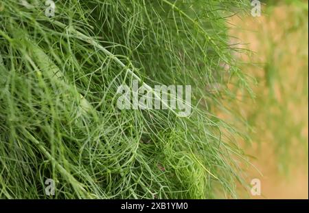 Primo piano del finocchio (Foeniculum vulgare) Foto Stock
