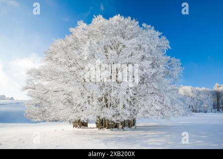 Botanica, faggio (Fagus sylvatica), gigante, NON-USO ESCLUSIVO PER-BIGLIETTI-AUGURI-BIGLIETTI-CARTOLINE-CARTOLINE-USO Foto Stock