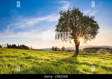 Geografia / viaggi, Svizzera, nativa degli altopiani di Zurigo con maniglia, NON-USO ESCLUSIVO PER-BIGLIETTI-AUGURI-BIGLIETTI-CARTOLINE-CARTOLINE-USO Foto Stock