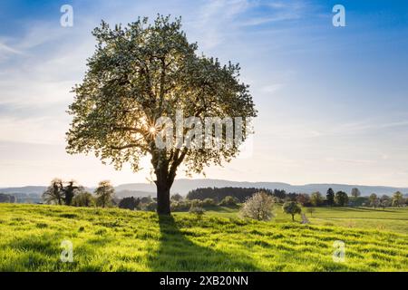 Geografia / viaggi, Svizzera, nativa degli altopiani di Zurigo con maniglia, NON-USO ESCLUSIVO PER-BIGLIETTI-AUGURI-BIGLIETTI-CARTOLINE-CARTOLINE-USO Foto Stock