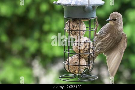 Starling immaturo (Sturnus vulgaris) su un alimentatore da giardino pieno di palle di grasso Foto Stock