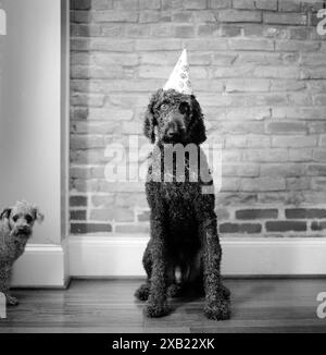 Un normale cane da barboncino indossa un cappello di compleanno durante il compleanno di un cane a Philadelphia, Pennsylvania. Foto Stock