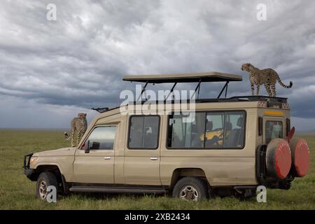 due ghepardi su un veicolo da safari Foto Stock