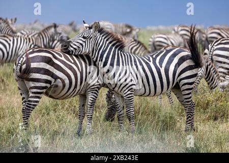 un gruppo di zebre si trova sulle pianure Foto Stock