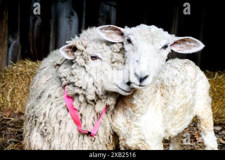 2 due pecore soffici coccolati nel cortile con fieno Foto Stock