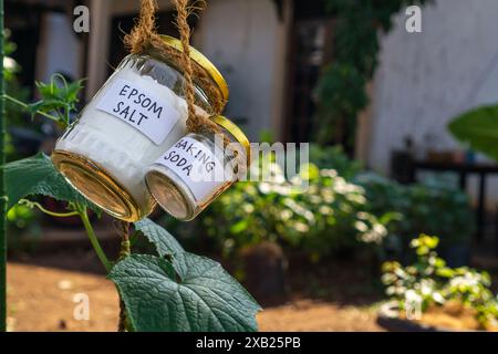 Utilizzo di bicarbonato di sodio, bicarbonato di sodio e sale epsom nel concetto di giardino domestico e campo agricolo. pesticida e fungicida sicuri Foto Stock