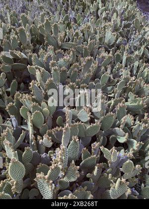 Cactus microdasys Lehm, nome scientifico Opuntia microdasys. Foto Stock