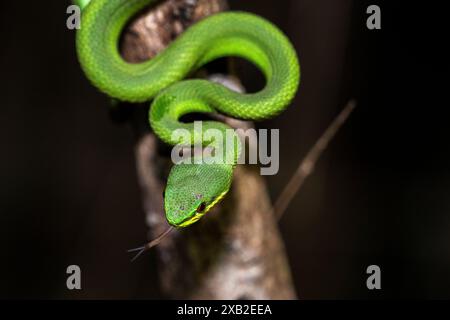 Vipera dell'isola dalle labbra bianche (Trimeresurus insularis): Giovanile notturno Foto Stock