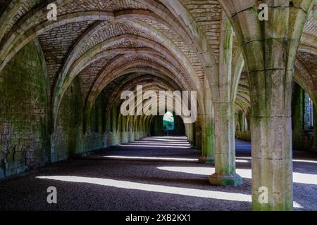 Il Cellarium e i suoi splendidi archi dell'Abbazia di Fountains, il nuovo Ripon nel North Yorkshire, Inghilterra, Regno Unito. Spesso scambiati come Chiostri. Foto Stock