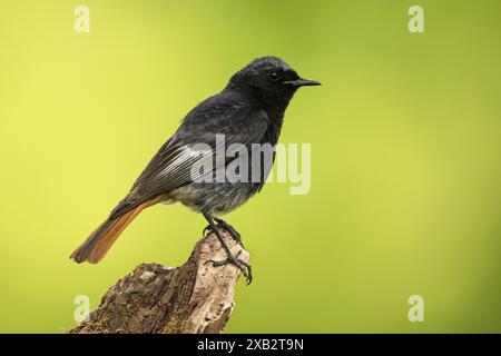 Un'immagine ravvicinata di un rosso nero, Phoenicurus ochruros, in piedi su un pezzo di legno morto, con un vivace sfondo verde che ne evidenzia il colore scuro Foto Stock