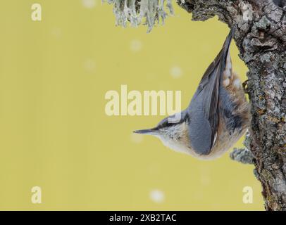 Un'immagine dettagliata che cattura una campata eurasiatica, sitta europaea, aggrappata al rovescio all'aspra corteccia di un albero, adagiata su un tenue cespuglio giallo Foto Stock