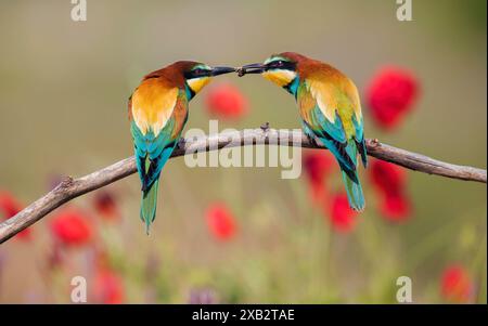 Un momento accattivante in cui due apicoltori europei, Merops apiaster, mostrano il loro piumaggio vibrante mentre si scambiano un insetto, appollaiato di nuovo su un ramo Foto Stock
