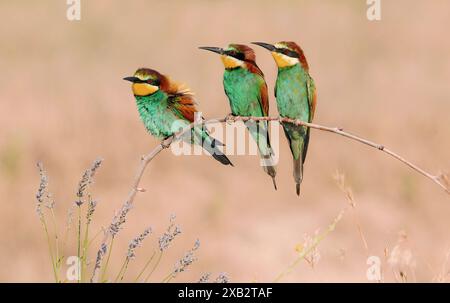 Tre vivaci apicoltori europei, Merops apiaster, elegantemente appollaiati su un ramo sottile, che mostrano il loro piumaggio colorato su una schiena naturale e silenziosa Foto Stock