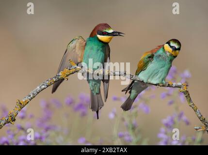 Un'immagine straordinaria che cattura due vivaci apicoltori europei, Merops apiaster, arroccato fianco a fianco su un ramo coperto di licheni, con uno sfondo morbido Foto Stock