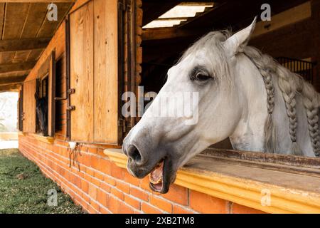 Un maestoso cavallo bianco con una bellissima intrecciata di criniere sbircia fuori da una rustica finestra di legno di una stalla di mattoni, che mostra la sua curiosità ed eleganza Foto Stock
