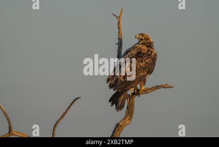Accattivante immagine di una giovane aquila imperiale spagnola, Aquila adalberti, arroccata su un ramo arboreo, con il becco aperto, contro un soffice e tardivo Foto Stock