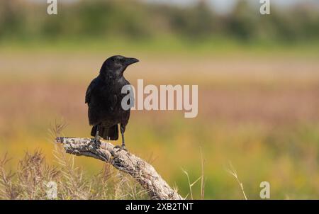 Un elegante corvo nero di Carrion, Corvus corone, si erge maestosamente su un ramo gnareggiato, affacciato sui vivaci campi di Toledo, questa immagine nitida cattura Foto Stock