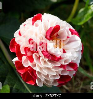 Un primo piano di uno splendido fiore rosso e bianco di dahlia che mostra intricati motivi di petali e un centro giallo. Foto Stock