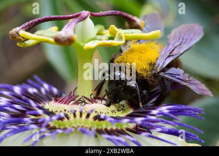 Una foto ravvicinata che cattura un'ape ricoperta di polline su uno splendido fiore viola, con dettagli intricati e colori sorprendenti. Foto Stock