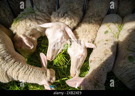 Vista dall'alto dell'angolo delle pecore che si nutrono di erba verde fresca, bagnata dalla luce del sole, raffigurante la tranquilla vita agricola. Foto Stock